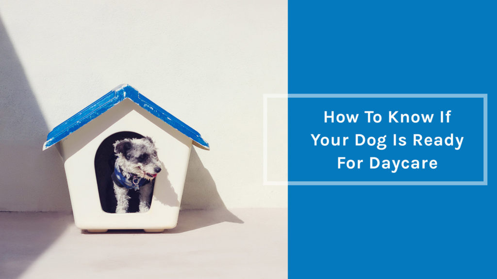 How to know if your dog is ready for daycare How to know if your dog is ready for daycare