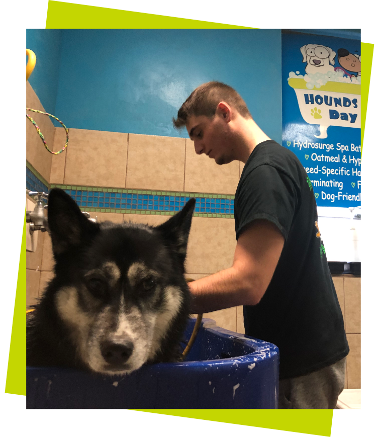 Grooming Image 3 black dog looking at camera being bathed by staff member in blue bath