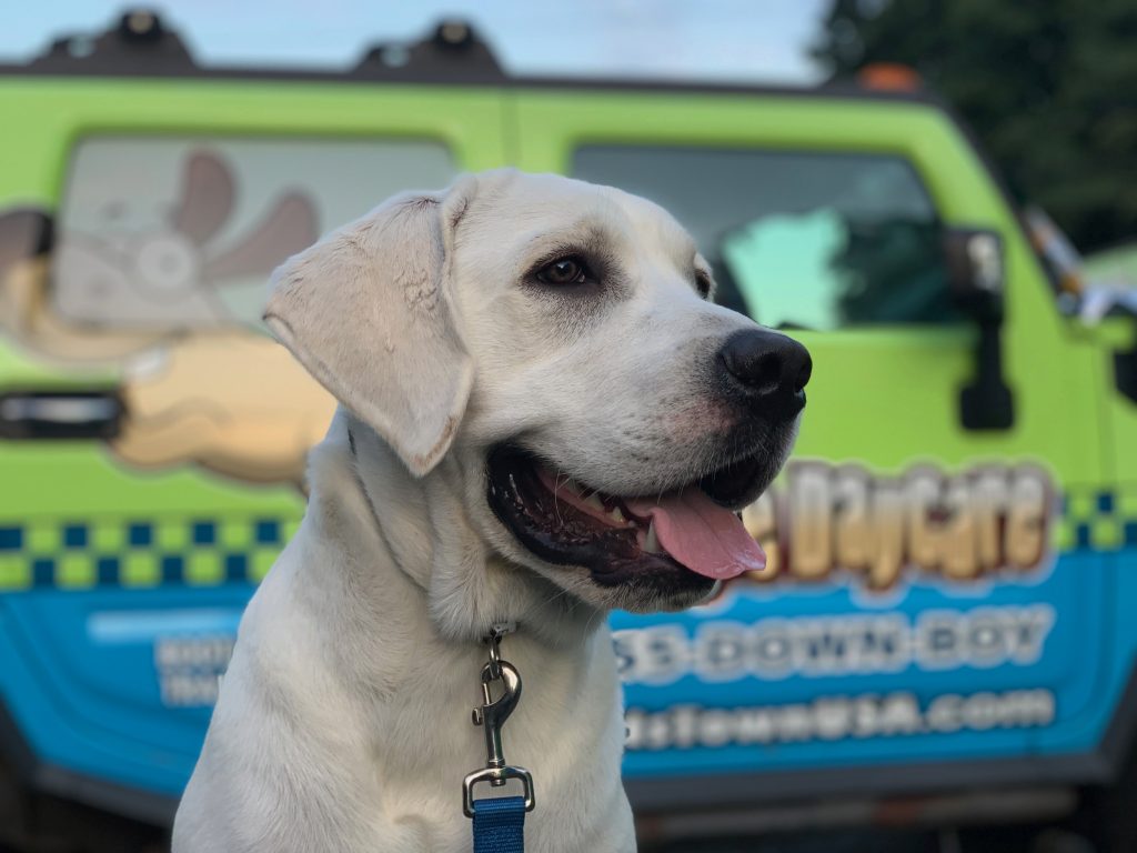 Sarge2 labrador retriever with tongue out standing outside HT van