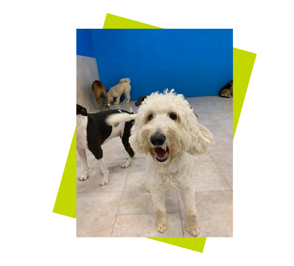 3 dogs playing with blue and green background