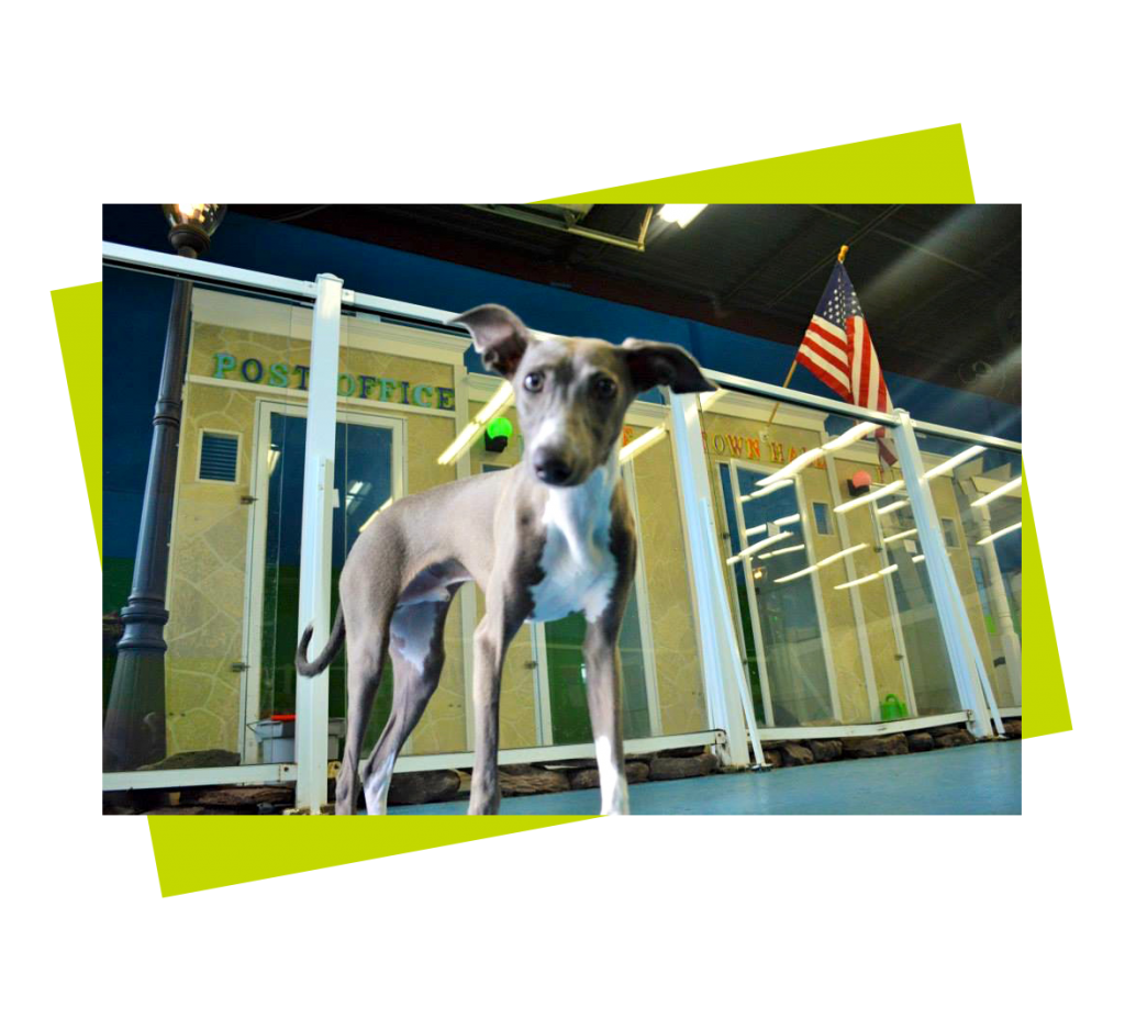 4 skinny dog in front of american flag