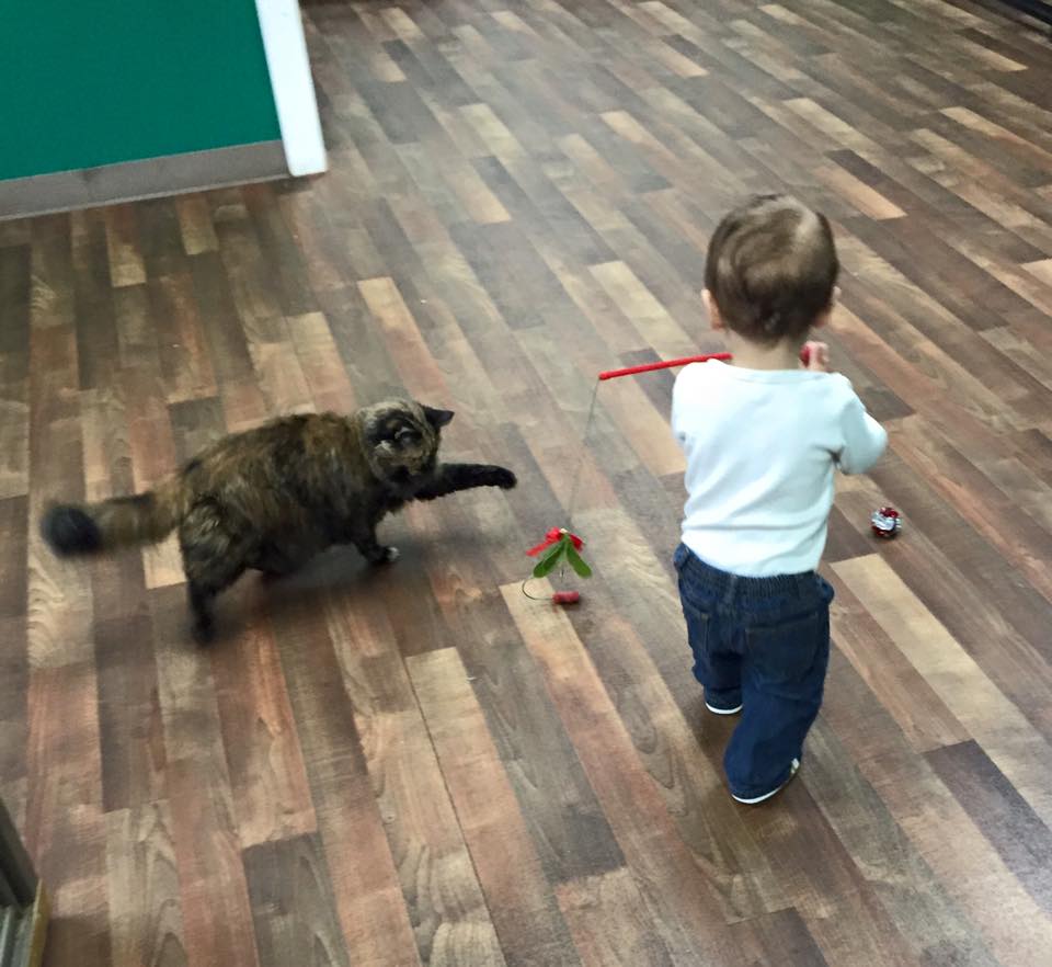 Port Jefferson Station doggy daycare Port Jefferson Station doggy daycare