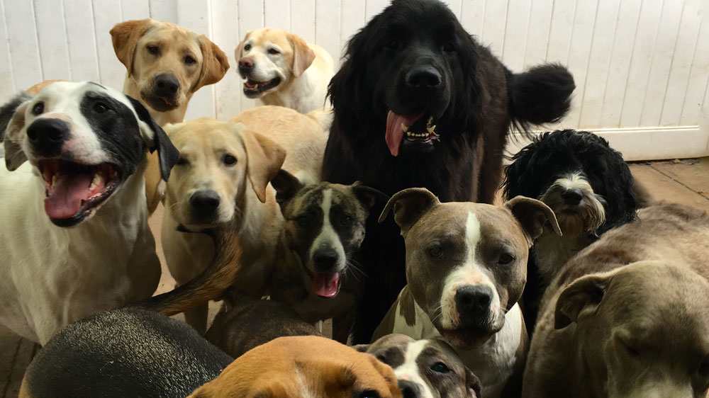 Dog Day Care In Farmingdale Dog Day Care In Farmingdale