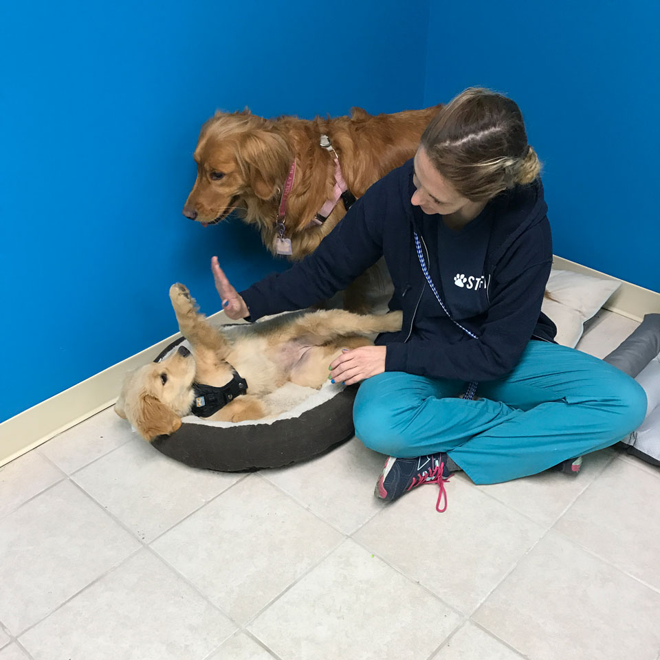 best dog boarding belly rubs best dog boarding belly rubs
