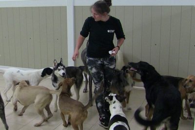 interactive doggie day care and boarding interactive doggie day care and boarding