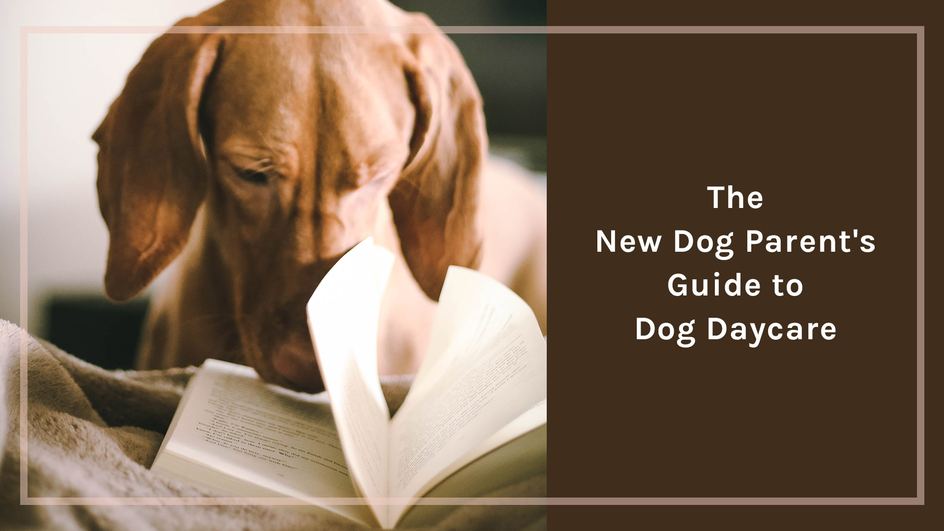 A Pretty Complete Guide to Dog Daycare the new dog parent's guide to dog daycare with dog sticking nose in book
