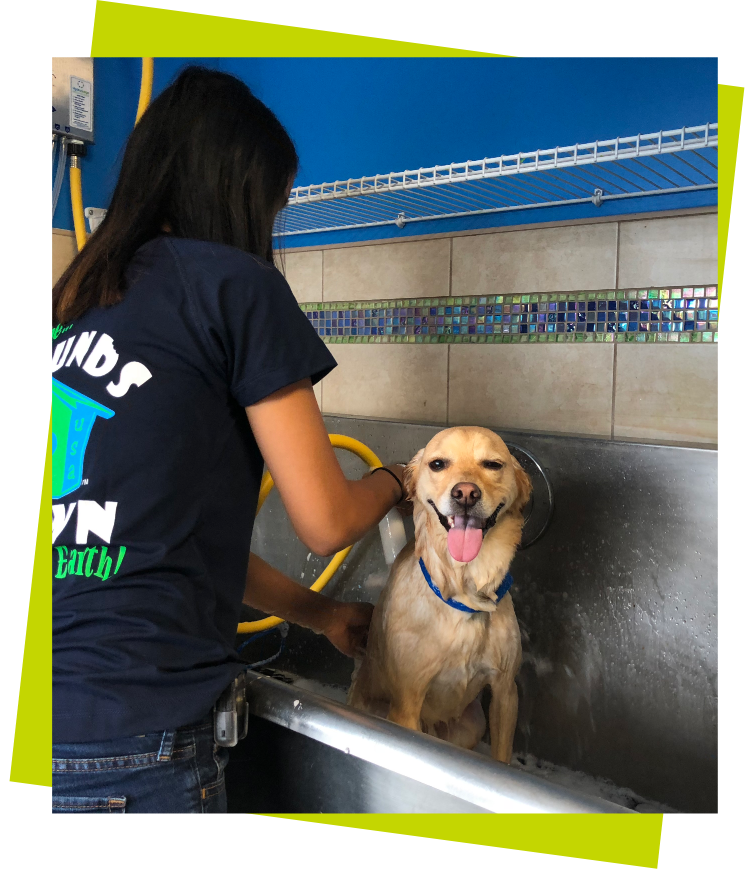 Grooming Image 2 small yellow dog looking at camera and being bathed by staff