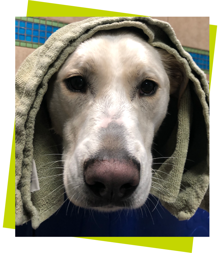 Grooming Image 4 white dog with green towel on its head
