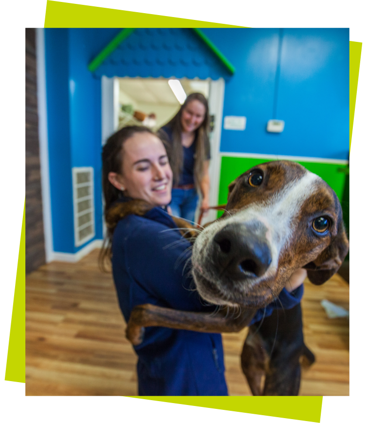 Happy Hounds brown dog hugging a staff member with face focused and green background