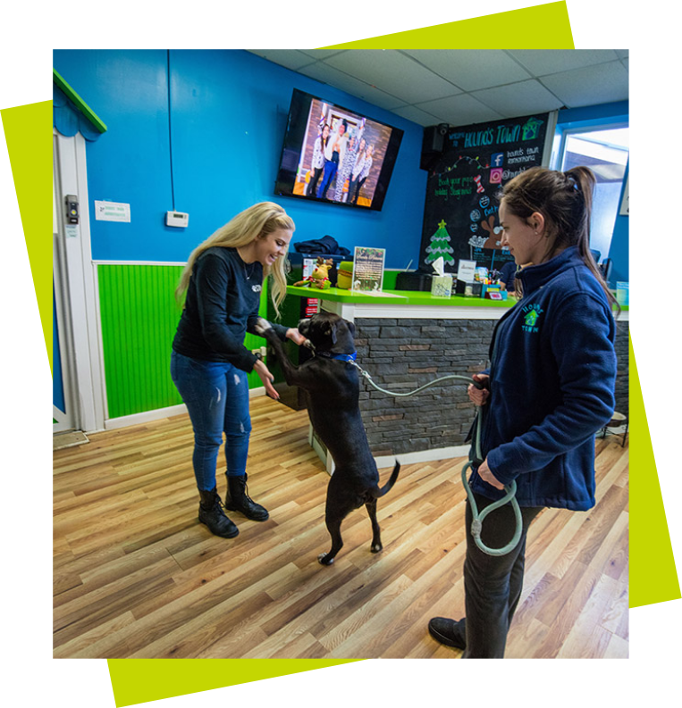 Houndstown Services Image 1 black dog on hind legs with staff while on leash held by other staff green border 2