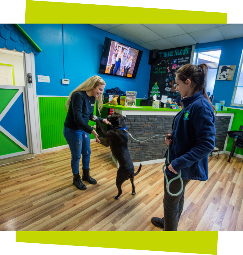 Overnight Boarding 1 black dog standing on its hind legs with a staff member while on a leash with another staff member with green border