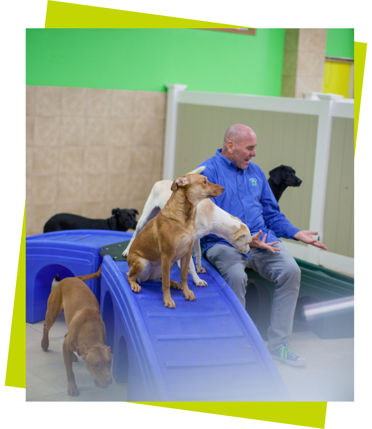 Pawsome Activities three dogs on a blue play structure with a sitting man in a blue jacket not looking at camera