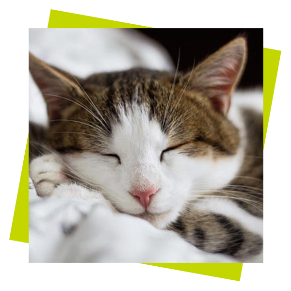 cat cat with eyes closed green background