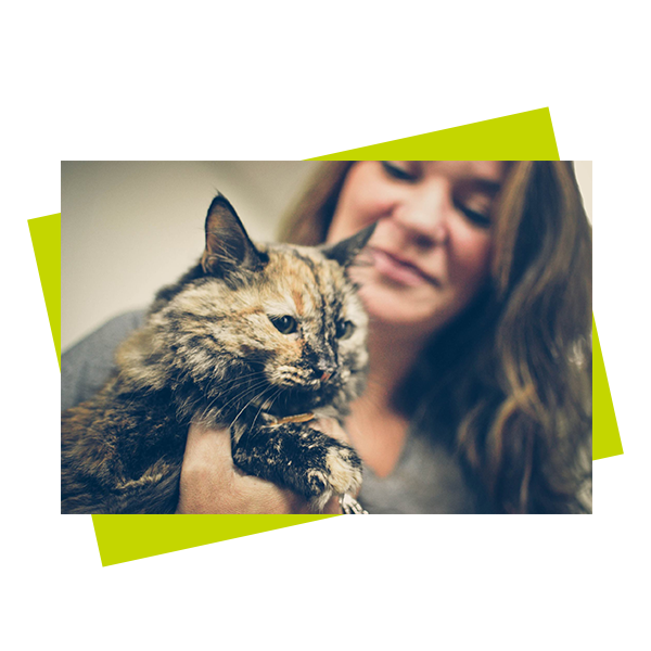 close up focused picture of calico cat with blurry woman in background