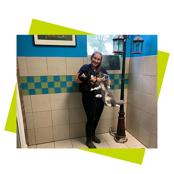 holding cats woman holding grey cat and black cat